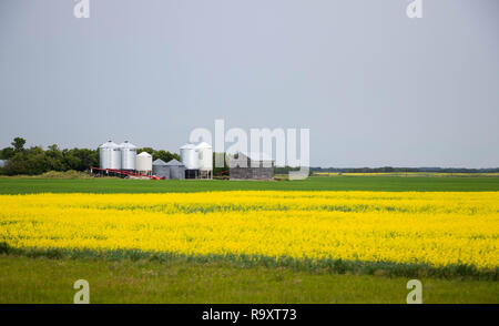 Bauernhof, Silos und Raps Felder in Manitoba, Kanada im Sommer in einem bewölkten Tag Stockfoto