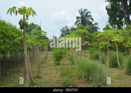 Die papaya Baum mit Früchten. Stockfoto