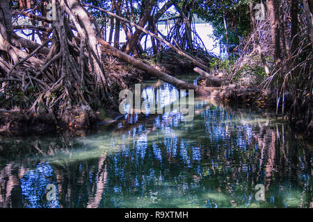 Cenote in der Nähe von Celestun Mexiko Stockfoto