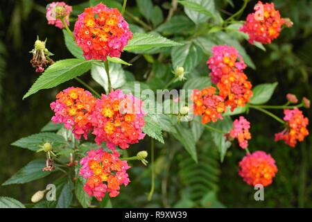 Lantana Camara Blumen Stockfoto