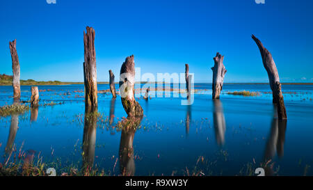 Dornweiler Stümpfe an der North Norfolk Küste während einer Flut. Stockfoto