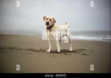 Porträt eines Labrador Hund am Strand. Stockfoto