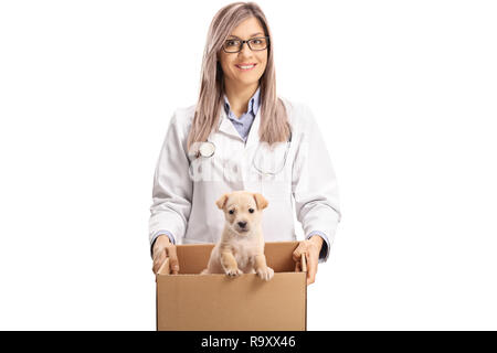 Junge weibliche Tierarzt Arzt Holding einen Welpen in einer Box auf weißem Hintergrund Stockfoto