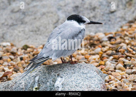 Flussseeschwalbe (Sterna hirundo) in nicht-Zucht Gefieder thront auf Boulder am Kiesstrand im Spätsommer Stockfoto