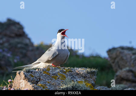 Küstenseeschwalbe (Sterna Paradisaea) Aufruf von Rock am Ufer, Schottland, Großbritannien Stockfoto