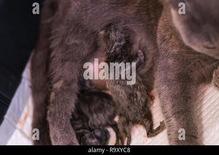 Neugeborenen Jungtiere ernähren sich von Milch von ihrer Mutter. Britisch Kurzhaar. an der Tierärztlichen Klinik Stockfoto