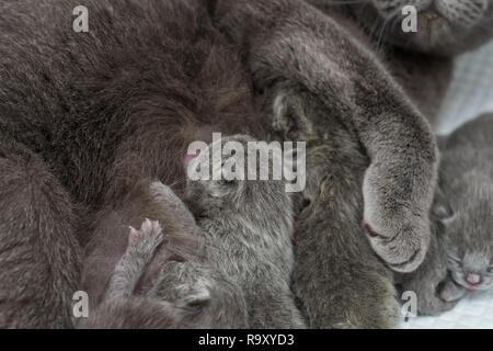 Neugeborenen Jungtiere ernähren sich von Milch von ihrer Mutter. Britisch Kurzhaar. an der Tierärztlichen Klinik Stockfoto