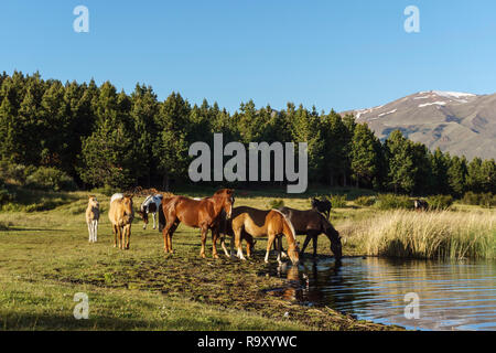 Malerischer Blick auf wilde Pferde grasen auf einer Wiese in der Nähe einer Lagune gegen Anden in Esquel, Patagonien, Argentinien. Stockfoto