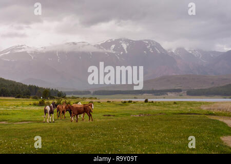 Malerischer Blick auf wilde Pferde grasen auf einer Wiese in der Nähe einer Lagune gegen Anden in Esquel, Patagonien, Argentinien. Stockfoto