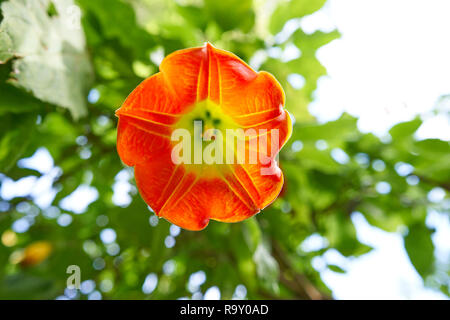 Blume Brugmansia sanguinea Engel trompeten Common Name Stockfoto