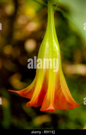 Engel Trompete Blume blüht in Costa Rica Stockfoto