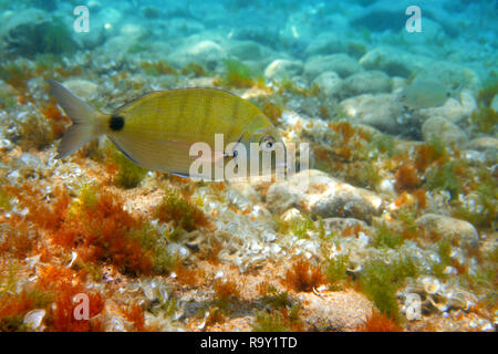 Diplodus Sargus Fisch unterwasser Mittelmeer in Spanien weiss Goldbrasse lebendig Stockfoto