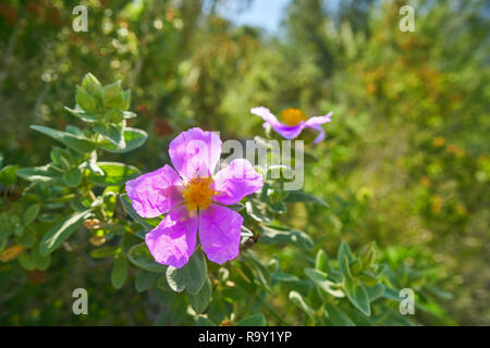Wilde rosa Blüten aus Berg Montgo in Spanien Alicante Stockfoto
