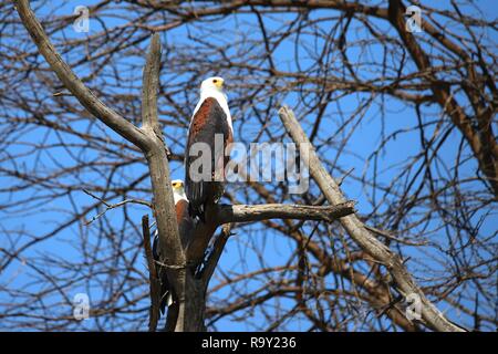 Zwei afrikanische Seeadler sitzen auf einem Baum am Lake Naivasha. Stockfoto