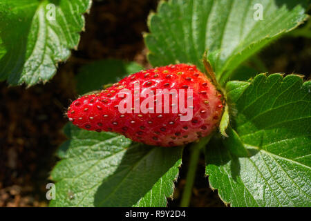 Erdbeere Obst Makro auf eine Pflanze mit Blättern im Orchard Stockfoto