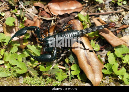 Giant Forest Scorpion ist auch bekannt als Giant Blue Scorpion oder Malaysia Black Scorpion (Heterometrus spinifer) Stockfoto