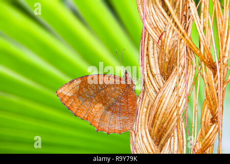 Braune Schmetterling auf grüne Pflanze im Garten am Weinstock. Stockfoto