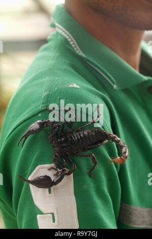 Giant Forest scorpion zu Fuß auf die Schulter Stockfoto