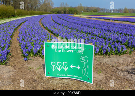 Lisse, Niederlande - 14 April 2018: Dutch Flower Feld im Frühling mit Warnschild keine Eindringlinge Stockfoto