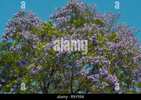 Jacaranda (Jacaranda mimosifolia) Baum in der Blüte, Melbourne Stockfoto