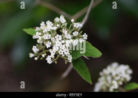 Viburnum buddlejifolium Stockfoto