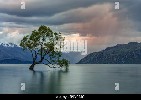 Wanaka, Queenstown Otago Lakes District, South Island, Neuseeland Stockfoto