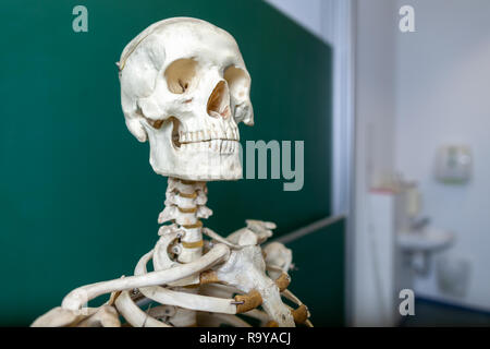 Ein Skelett Modell steht auf einer Tafel Stockfoto