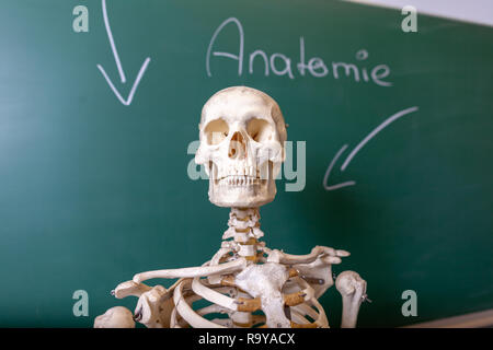 Ein Skelett Modell steht auf einer Tafel Stockfoto
