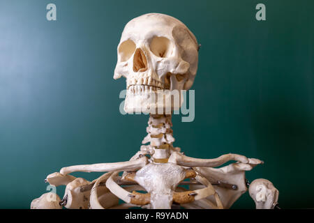 Ein Skelett Modell steht auf einer Tafel Stockfoto
