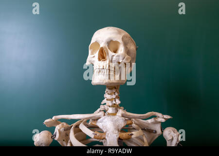 Ein Skelett Modell steht auf einer Tafel Stockfoto