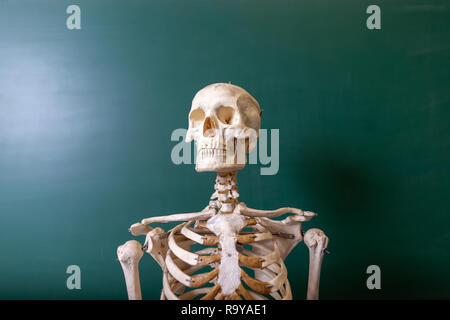 Ein Skelett Modell steht auf einer Tafel Stockfoto