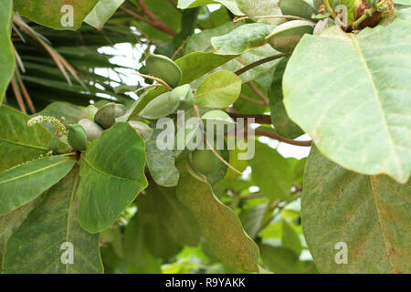 Grüne Farbe unreif Indische Mandel Früchte am Baum (Tropische Mandel, Combretaceae). Blätter für Aquarium Stockfoto