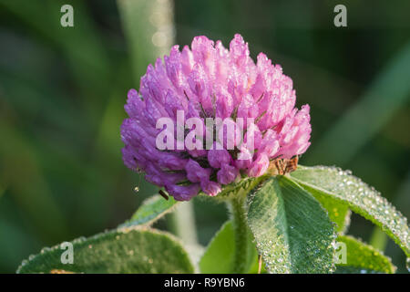 Rotklee genießt Sommer Dusche mit Regen fällt auf schönen Tag Stockfoto