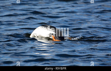 Gemeinsame Schellente Bucephala clangula Drake oder Tauchen unter Wasser für Nahrung im See in Wellen, die durch Wind verursacht Stockfoto