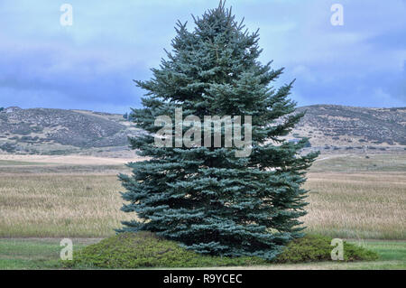 Eine individuelle Evergreen blaue Fichte wächst an den Rand eines hohen Aufzug Grünland in der Nähe von den Ausläufern der Colorado Rocky Mountains. Stockfoto