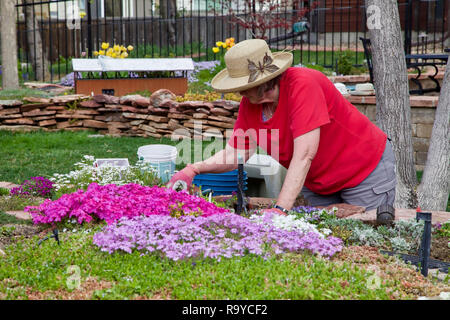 Eine Frau Gärtner kniet in ihrer Eisenbahn Blumen Garten pflanzen Sommerblumen mit viel Konzentration. Stockfoto