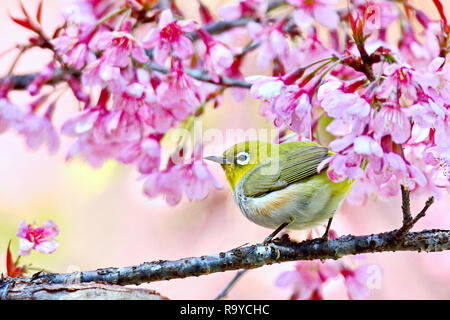 Japanische weiße Auge (mejiro), Convolvulus japonica, Bird Island auf dem Zweig hat rosa Blüten auf der Rückseite. Stockfoto