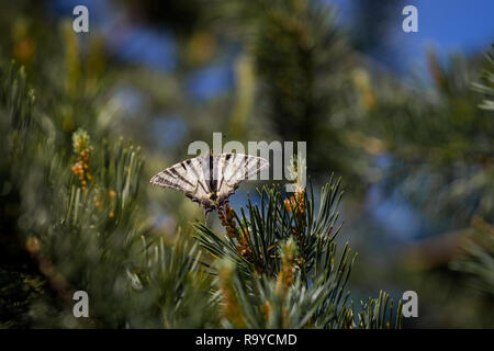 Segelfalter Iphiclides Art Schmetterling sitzt auf Zweig Fichte Stockfoto