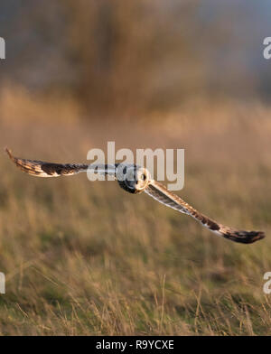 Eine wilde Short Eared Owl (Asio Flammeus) jagt niedrig über Cotswolds Grasland, Gloucestershire Stockfoto