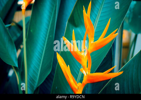 Heliconia Psittacorum oder Golden Torch Blumen mit grünen Blättern. Bunte Blume auf dunklen tropischen Pflanzen Natur Hintergrund. Stockfoto