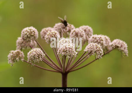 Angelica Sylvestris (wilde Angelica) Stockfoto