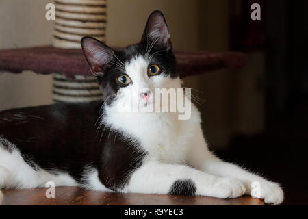 Eine schwarz-weiße Katze Suche alle unschuldig. Stockfoto