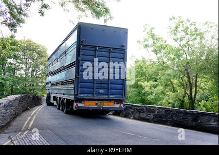 Lkw-Ladung von Schafen für Markt- oder live Export in Wales Großbritannien transportiert Stockfoto
