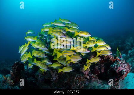 Schule des Fisches Stockfoto