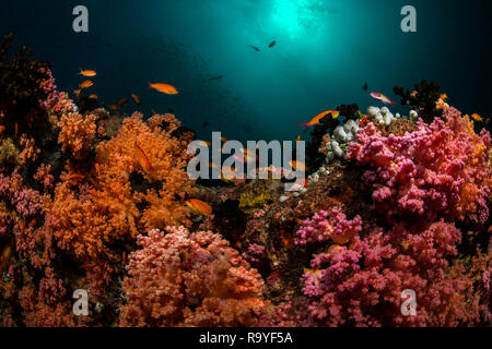 Malediven reef Landschaft Stockfoto