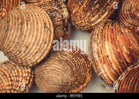 Ansatz der marinen Schnecken von brauner Farbe. Marine Essen Stockfoto