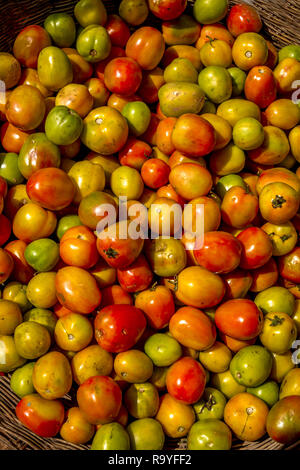 Große Gruppe von grünen und roten Tomaten in einem Korb an einem asiatischen Markt in Thailand. Stockfoto