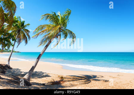 Kokospalmen, goldenen Sand, türkisfarbenes Wasser und blauer Himmel, Pearl Beach, Guadeloupe, Französisch Westindien Stockfoto
