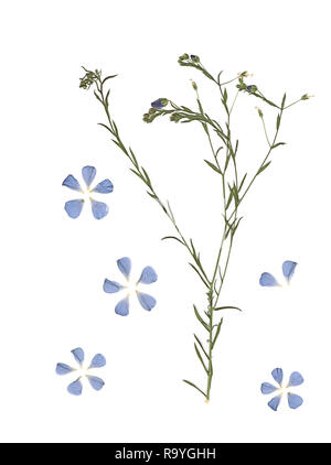 Gedrückt und getrockneten Blumen. Das gescannte Bild. Vintage Herbarium. Zusammensetzung der Gras und blauen Blumen auf einem weißen Hintergrund. Stockfoto