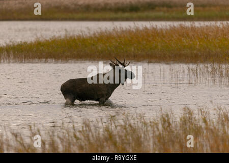 Ein Bull Moose in knietiefem Wasser waten. Stockfoto